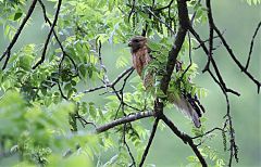 Red-shouldered Hawk